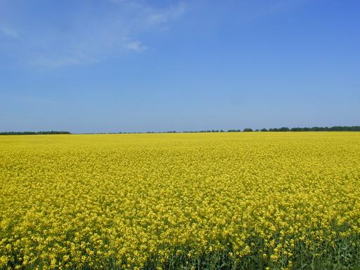 Виза Д в Болгарию на (в) Украине